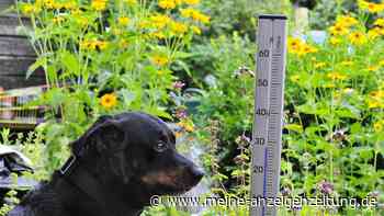 Im Hochsommer sind die Hundstage angesagt – was das für den Garten bedeutet 