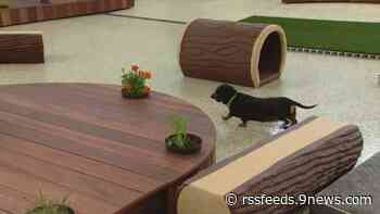 Senior pet sanctuary opens in Littleton