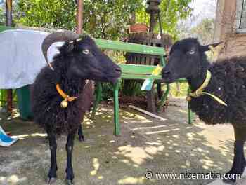 Avez-vous vu Kébab et Belzébuth? Il lance un SOS pour retrouver ses brebis à Nice