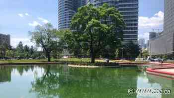 Water in heart-shaped pool at Toronto's Love Park turns green