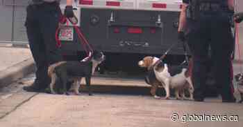 11 animals seized from south Edmonton home