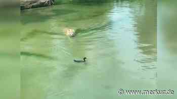 „Der Blick“: Ente nimmt Tiger auf den Arm – Video erheitert das Netz