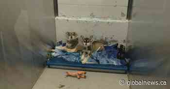 Unwanted puppy litters leaves Saskatoon pound overflowing by 300 per cent