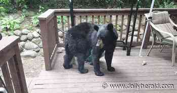 Black bear spotted in yard near Richmond