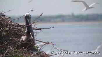 Hampton's island of birds: A rare glimpse at a conservation effort unlike any other in Virginia