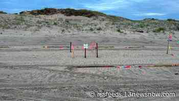 Nesting sea turtle euthanized after being hit by vehicle in the Outer Banks