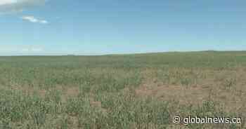 Calls for financial relief for Alberta farmers amid continued extreme conditions