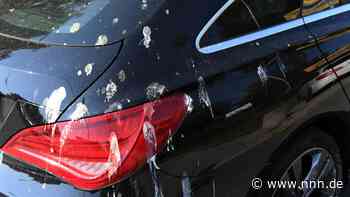 Nicht nur Möwen erobern unseren Lebensraum