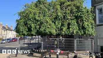 East Cowes: Chris Packham campaign tree 'continues to decline'
