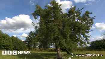 Warwickshire tree planter hopes for community woodland backing