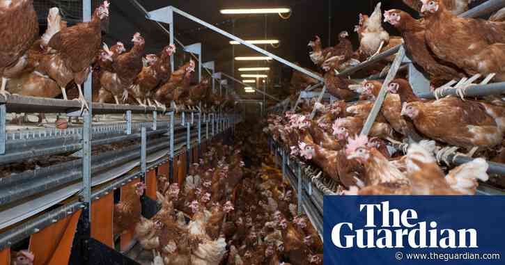 Block battery eggs coming into UK, say animal welfare groups