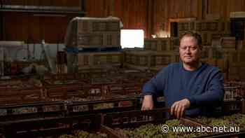 Australian wine grape vintage plummets to 23-year low