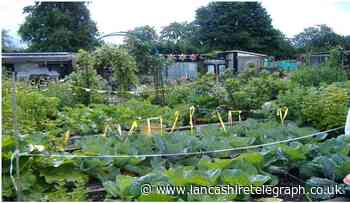Burnley Council to approve £30,000 a year allotments boost