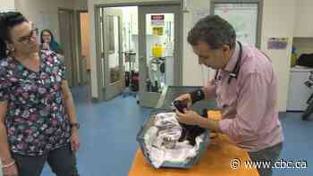 Alberta seeing 'crisis' in veterinarian staff shortages, emergency animal care