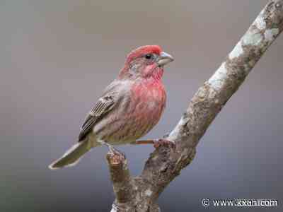 July bird forecast: "Summer Singers"