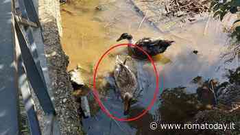 Parco Tor Tre Teste: trovato anatroccolo con le zampe incollate