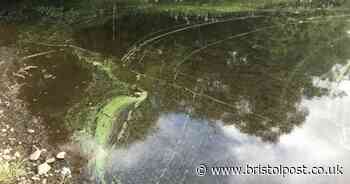 Dog owners warned as algae kills beloved pet in under an hour