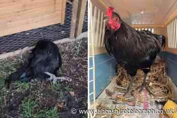 Riley Green Marina woman injured neighbour's loud cockerel