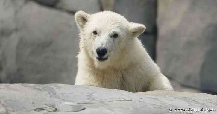 Kleine Eisbärin erobert Außenanlage bei Hagenbeck