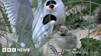 Bird flu hits Northumberland Arctic terns colony