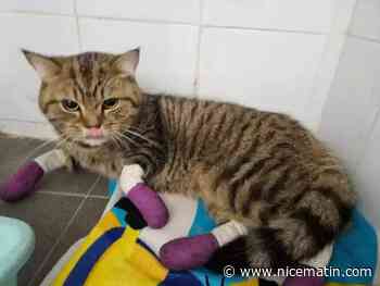 L'homme qui avait traîné un chat derrière un vélo à Nice sera jugé en novembre