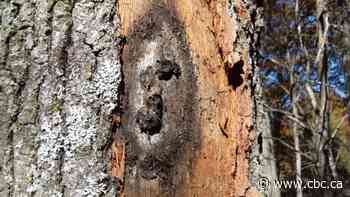 Invasive fungus that kills oak trees was near the border in 2021 — now it's spreading across Ontario