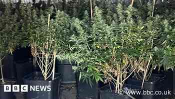 Wiltshire Police seize 100kg of cannabis in single raid