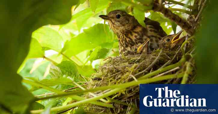 Birds are chuffed with my tumble dryer fluff | Brief letters