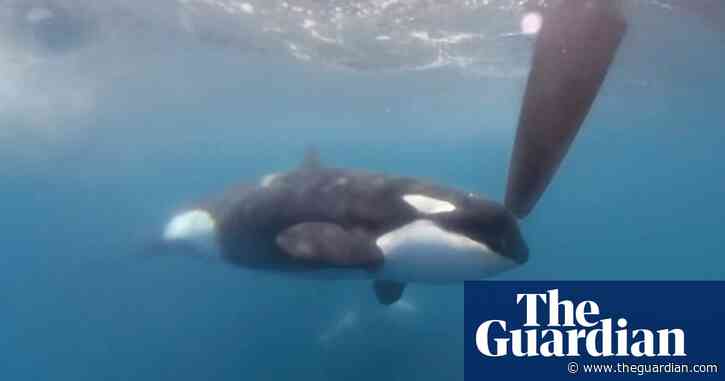 Payback or play? The orcas sinking yachts – podcast