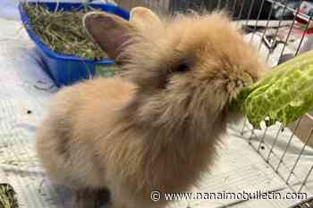 BC SPCA offering 50% off rabbit adoption fees in ‘bunanza’ event July 14-23