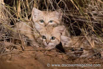 The Saharan Sand Cat: A Tiny Feline Capable of Great Feats