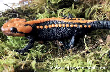 Discovered Crocodile Newt Looks Like a Vibrant Jack-O-Lantern