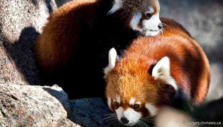 Twinning! Red Panda cubs born at the Calgary Zoo