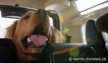 'There is no excuse,' No Hot Pets campaign urges owners to leave pets at home