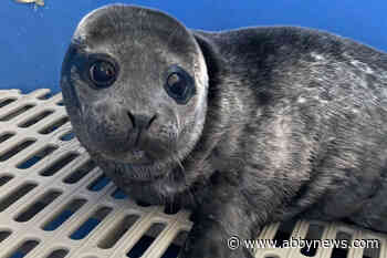 Baby seal Bertha found on B.C. beach and now beefing up in rescue centre