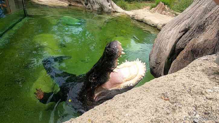 Wild on WANE: American Alligator