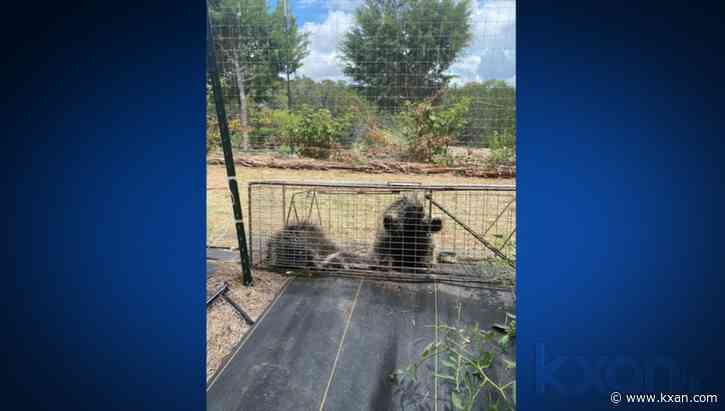 Wimberley farmer catches two porcupines that were eating his crop