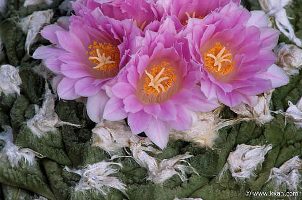 Beautifying your home parkway the sustainable way