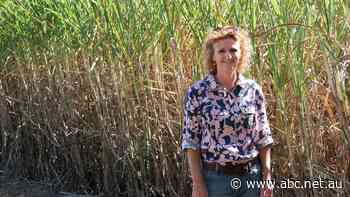 Wide Bay hydro project poses potential agricultural risks, growers say