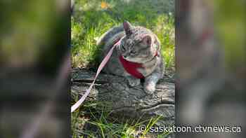 Saskatoon shelter cat on medical-ordered 'weight loss journey'