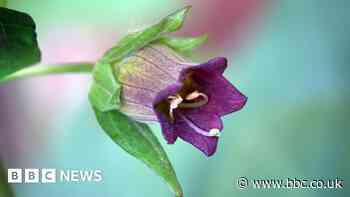 UK poisonous plants: The dangerous plants lurking in plain sight