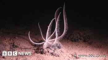 Crunch talks due on deep-sea mining controversy