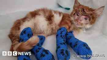 Injured Bradford kitten undergoes special surgery to enable her to blink