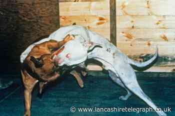 Lancashire named dog fighting hotspot, according to RSPCA