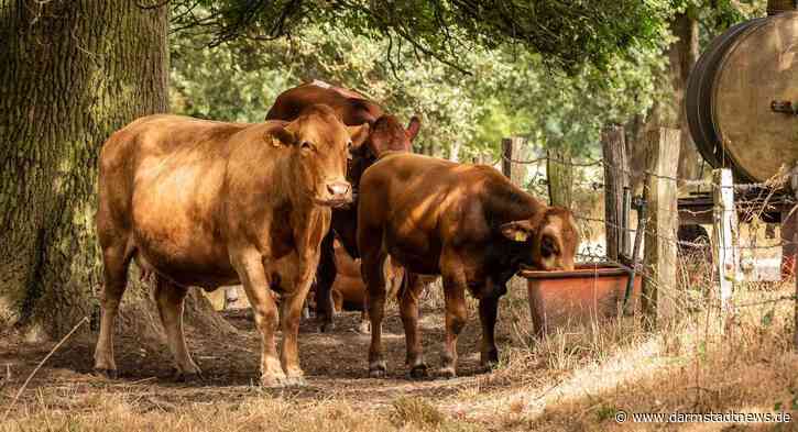 Sommerzeit ist Sonnen- und Schattenzeit – Kreistierschutzbeauftragte erklärt, was landwirtschaftlichen Nutztieren in der Hitze gut tut
