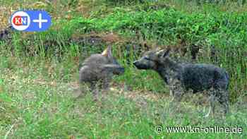 Erste Bilder des Wolfsnachwuchses im Segeberger Forst