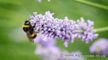 Wirral Council says nature is ‘thriving’ thanks to pollinator policy