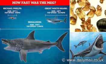 Mega-SLOW-don! The Meg could only swim at 1.2mph (five times slower than Michael Phelps!)