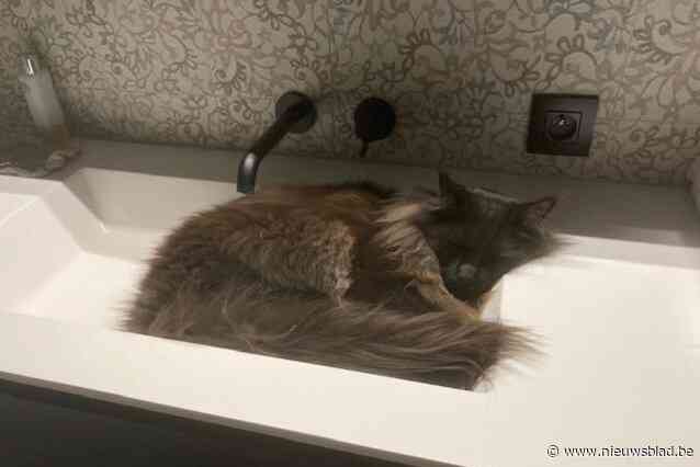 Familie looft forse beloning uit voor ultieme tip die maine coon Jack weer thuis brengt