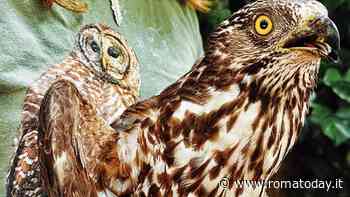 Falco pecchiaiolo salvato dalla Lipu: “Era debilitato ed incapace di cacciare”